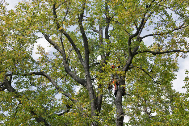 Best Hazardous Tree Removal  in USA